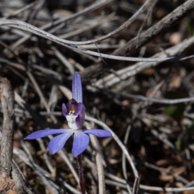 Cyanicula caerulea (Blue Fingers, Blue Fairies) at Yass River, NSW - 13 Sep 2018 by SallyandPeter