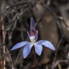 Cyanicula caerulea at Yass River, NSW - 13 Sep 2018