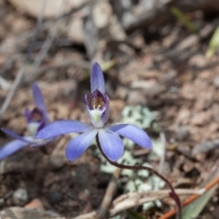 Cyanicula caerulea at Yass River, NSW - 13 Sep 2018