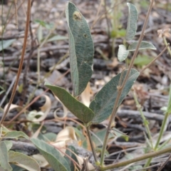 Oxytes brachypoda (Large Tick-trefoil) at Conder, ACT - 21 Mar 2015 by MichaelBedingfield