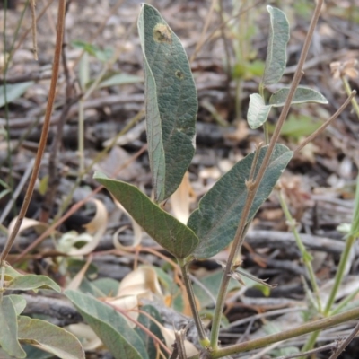 Oxytes brachypoda (Large Tick-trefoil) at Rob Roy Range - 21 Mar 2015 by michaelb