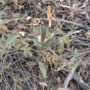 Oxytes brachypoda at Conder, ACT - 21 Mar 2015