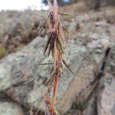 Cymbopogon refractus (Barbed-wire Grass) at Rob Roy Range - 21 Mar 2015 by michaelb