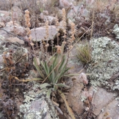 Plantago hispida (Hairy Plantain) at Conder, ACT - 21 Mar 2015 by MichaelBedingfield