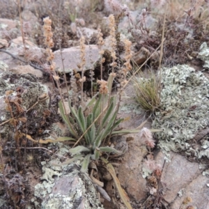 Plantago hispida at Conder, ACT - 21 Mar 2015 05:54 PM