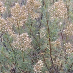 Cassinia quinquefaria (Rosemary Cassinia) at Conder, ACT - 21 Mar 2015 by michaelb