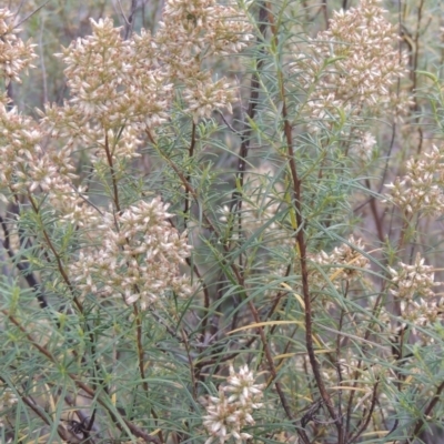 Cassinia quinquefaria (Rosemary Cassinia) at Conder, ACT - 21 Mar 2015 by MichaelBedingfield