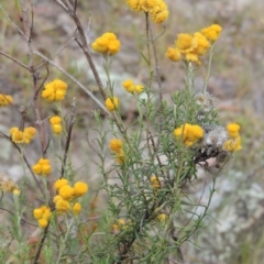 Chrysocephalum semipapposum (Clustered Everlasting) at Conder, ACT - 21 Mar 2015 by michaelb