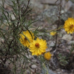 Xerochrysum viscosum (Sticky Everlasting) at Conder, ACT - 21 Mar 2015 by MichaelBedingfield