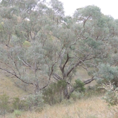 Eucalyptus nortonii (Large-flowered Bundy) at Conder, ACT - 21 Mar 2015 by michaelb