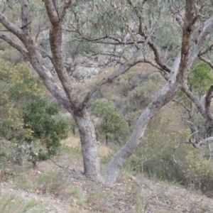 Eucalyptus nortonii at Rob Roy Range - 21 Mar 2015