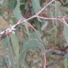 Eucalyptus nortonii at Conder, ACT - 21 Mar 2015