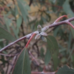 Eucalyptus nortonii at Conder, ACT - 21 Mar 2015
