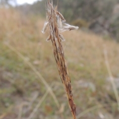 Bothriochloa macra (Red Grass, Red-leg Grass) at Rob Roy Range - 21 Mar 2015 by michaelb