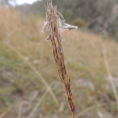 Bothriochloa macra (Red Grass, Red-leg Grass) at Conder, ACT - 21 Mar 2015 by MichaelBedingfield