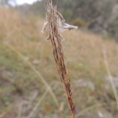 Bothriochloa macra (Red Grass, Red-leg Grass) at Conder, ACT - 21 Mar 2015 by MichaelBedingfield