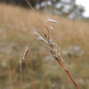 Bothriochloa macra at Conder, ACT - 21 Mar 2015