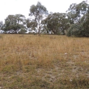 Bothriochloa macra at Conder, ACT - 21 Mar 2015