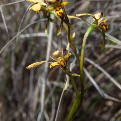 Diuris pardina (Leopard Doubletail) at Yass River, NSW - 13 Sep 2018 by SallyandPeter