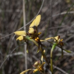 Diuris pardina at Yass River, NSW - suppressed