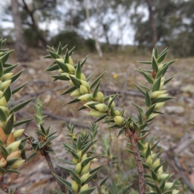 Melichrus urceolatus (Urn Heath) at Rob Roy Range - 21 Mar 2015 by michaelb