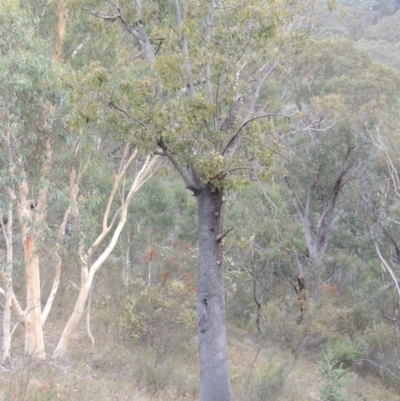 Brachychiton populneus subsp. populneus (Kurrajong) at Rob Roy Range - 21 Mar 2015 by michaelb