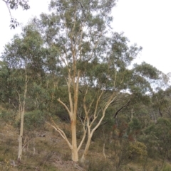 Eucalyptus rossii (Inland Scribbly Gum) at Rob Roy Range - 21 Mar 2015 by michaelb