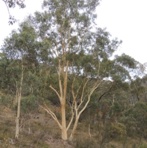 Eucalyptus rossii at Conder, ACT - 21 Mar 2015