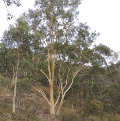 Eucalyptus rossii (Inland Scribbly Gum) at Rob Roy Range - 21 Mar 2015 by michaelb