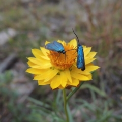 Xerochrysum viscosum (Sticky Everlasting) at Conder, ACT - 21 Mar 2015 by MichaelBedingfield