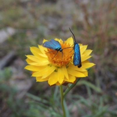 Xerochrysum viscosum (Sticky Everlasting) at Rob Roy Range - 21 Mar 2015 by michaelb