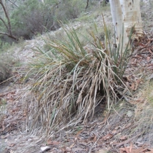 Lomandra longifolia at Conder, ACT - 21 Mar 2015 07:36 PM