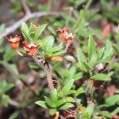 Pomax umbellata (A Pomax) at Conder, ACT - 21 Mar 2015 by michaelb