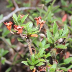 Pomax umbellata at Conder, ACT - 21 Mar 2015 07:40 PM