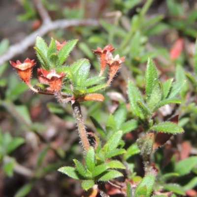 Pomax umbellata (A Pomax) at Conder, ACT - 21 Mar 2015 by MichaelBedingfield