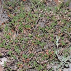 Pomax umbellata at Conder, ACT - 21 Mar 2015