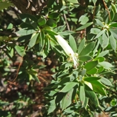 Styphelia triflora (Five-corners) at Tuggeranong DC, ACT - 25 Mar 2015 by galah681