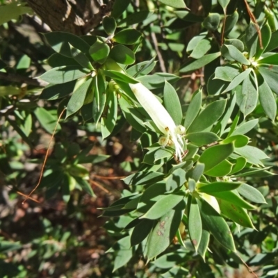 Styphelia triflora (Five-corners) at Tuggeranong DC, ACT - 24 Mar 2015 by galah681