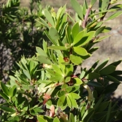 Styphelia triflora at Tuggeranong DC, ACT - 25 Mar 2015 09:53 AM