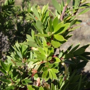 Styphelia triflora at Tuggeranong DC, ACT - 25 Mar 2015 09:53 AM