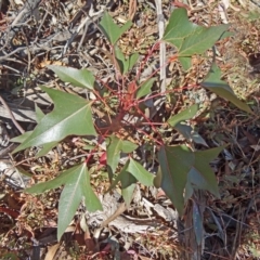 Brachychiton populneus subsp. populneus (Kurrajong) at Farrer Ridge - 25 Mar 2015 by galah681