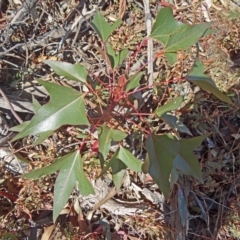 Brachychiton populneus subsp. populneus (Kurrajong) at Farrer Ridge - 25 Mar 2015 by galah681