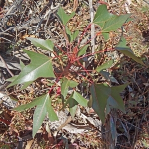 Brachychiton populneus subsp. populneus at Farrer Ridge - 25 Mar 2015 10:54 AM