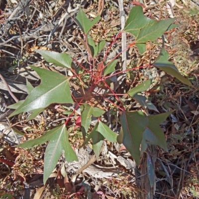 Brachychiton populneus subsp. populneus (Kurrajong) at Farrer Ridge - 25 Mar 2015 by galah681