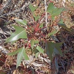 Brachychiton populneus subsp. populneus (Kurrajong) at Farrer Ridge - 24 Mar 2015 by galah681