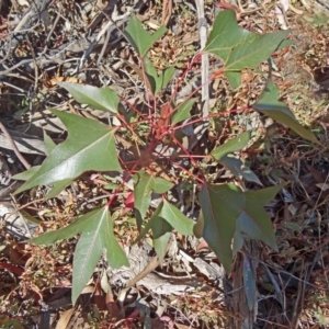 Brachychiton populneus subsp. populneus at Farrer Ridge - 25 Mar 2015