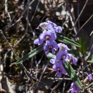 Hovea heterophylla at Yass River, NSW - 13 Sep 2018