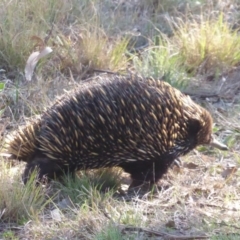 Tachyglossus aculeatus (Short-beaked Echidna) at Hall, ACT - 13 Sep 2018 by Christine
