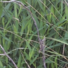 Isachne globosa (Swamp Millet) at Bonython, ACT - 26 Mar 2015 by MichaelBedingfield