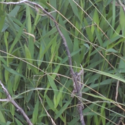Isachne globosa (Swamp Millet) at Bonython, ACT - 26 Mar 2015 by michaelb